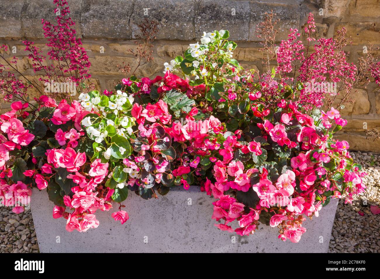 Begonias flowers plants hires stock photography and images Alamy