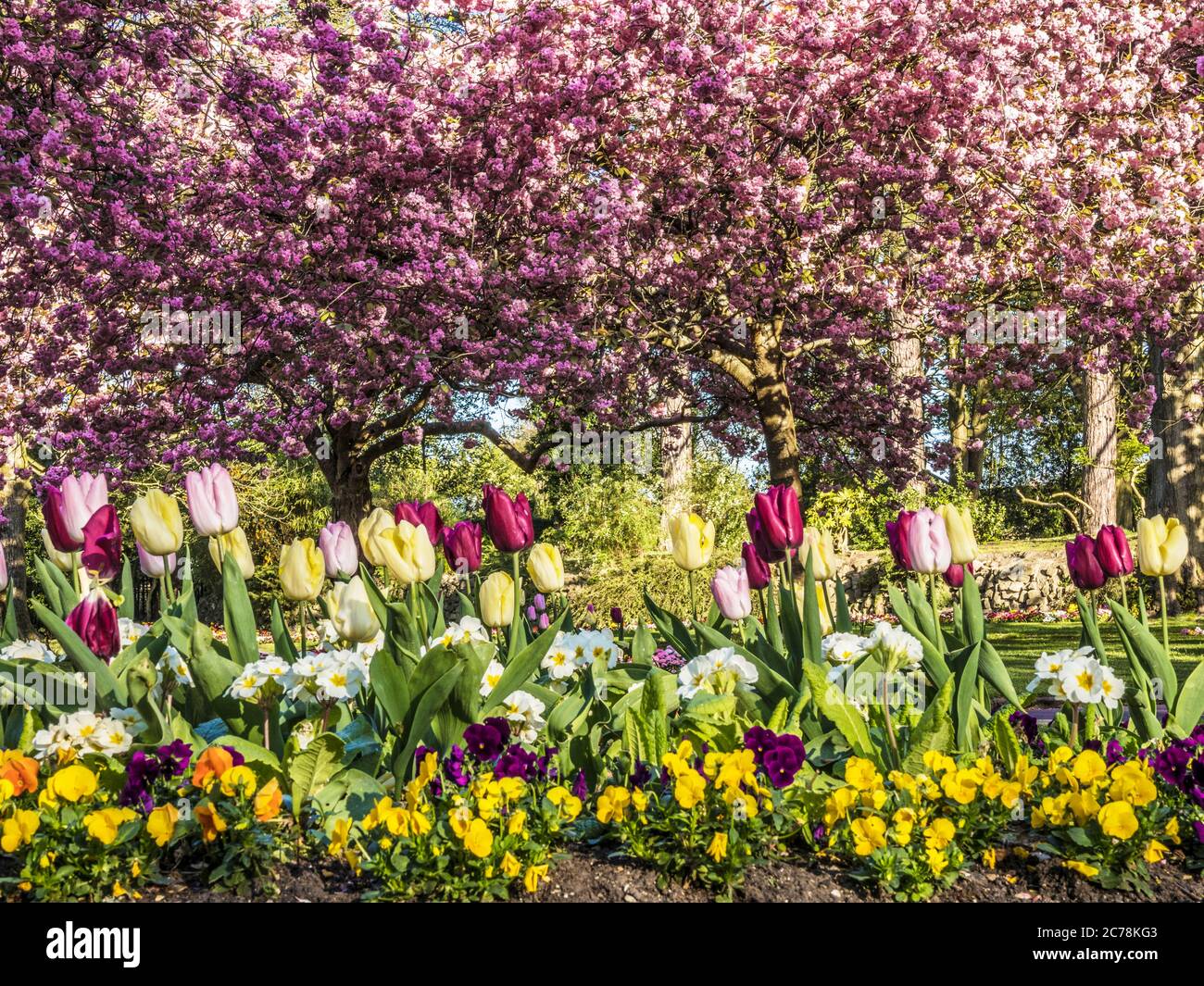 A bed of tulips, white primulas and pansies with flowering pink cherry trees in blossom in the background in an urban public park in England. Stock Photo