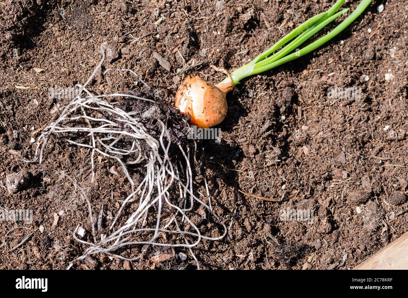 An onion set planted in its dormant state in a seed tray has reached