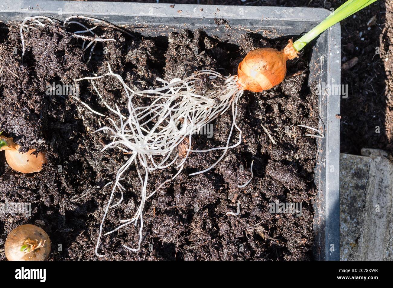 An onion set planted in its dormant state in a seed tray has reached the stage where it is ready to planted out in the vegetable garden. Stock Photo