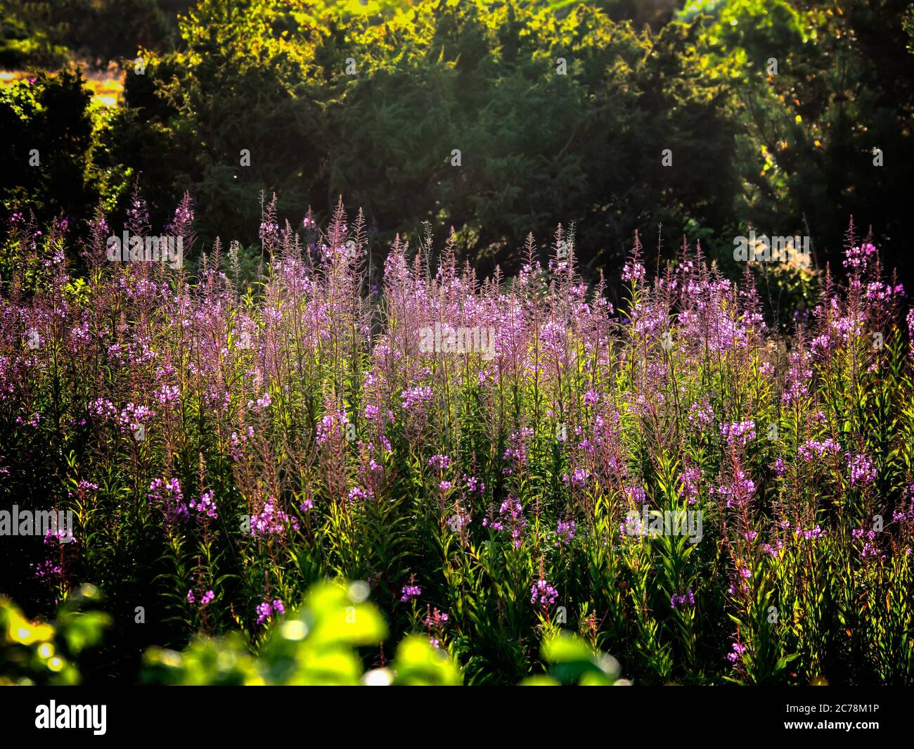 Wild flowers in the morning sun, Denmark Stock Photo