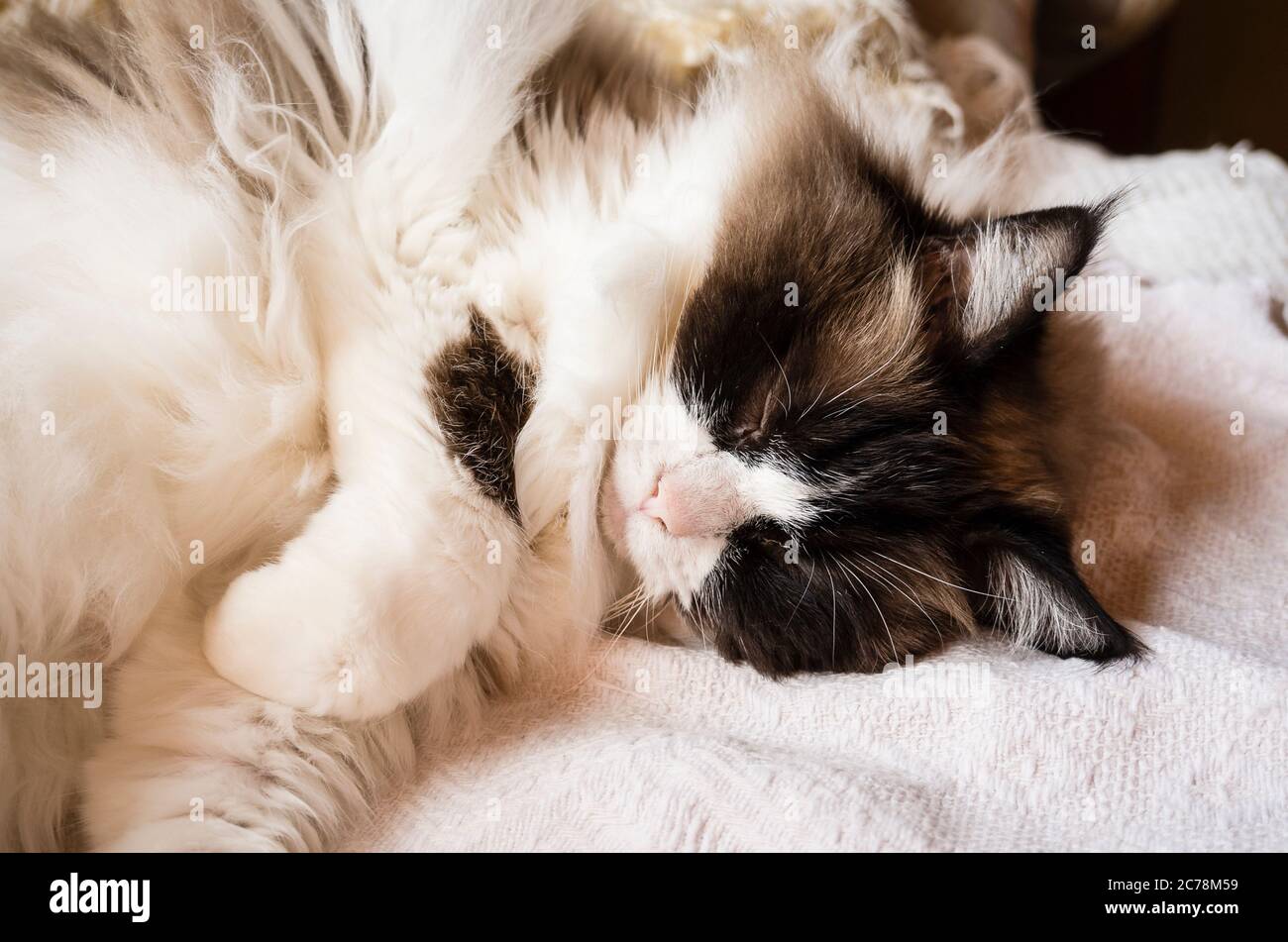 The facial markings are clear to see on this Seal Bicolour Ragdoll cat sleeping on a comfortable chair in UK Stock Photo