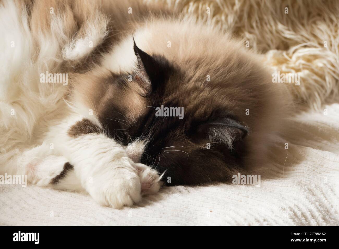 4,100+ Cat Sound Stock Photos, Pictures & Royalty-Free Images - iStock