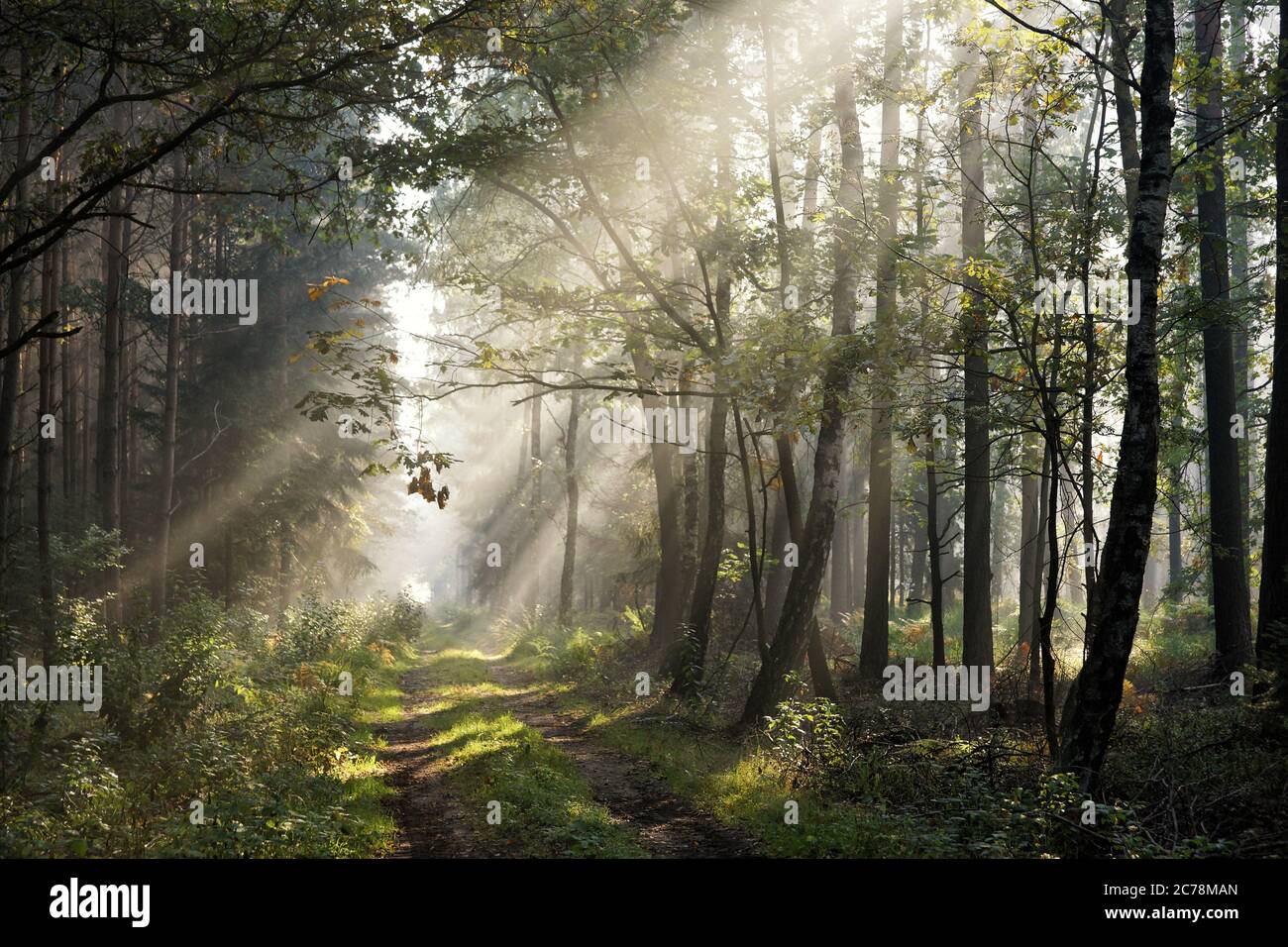 Sunbeams on road hi-res stock photography and images - Alamy
