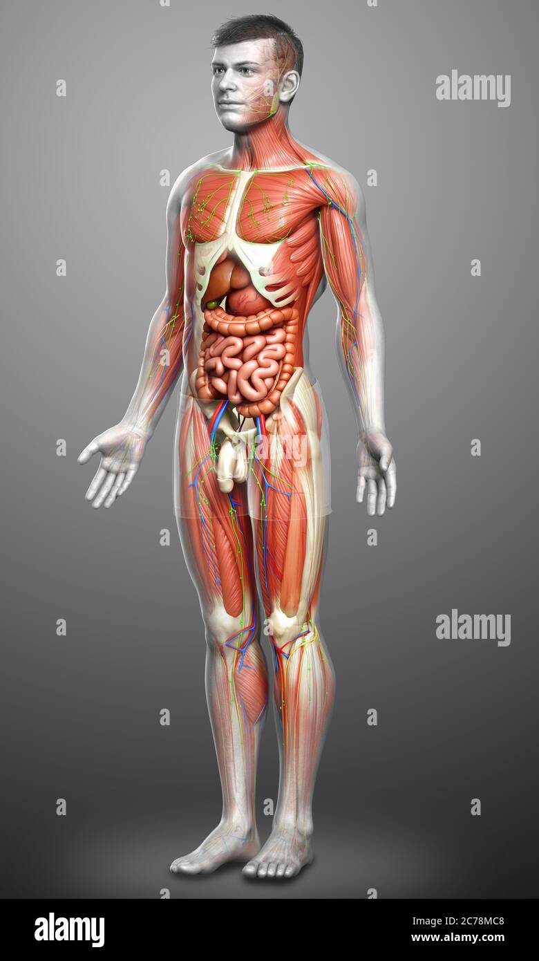 3d rendered medically accurate of the male anatomy Stock Photo - Alamy