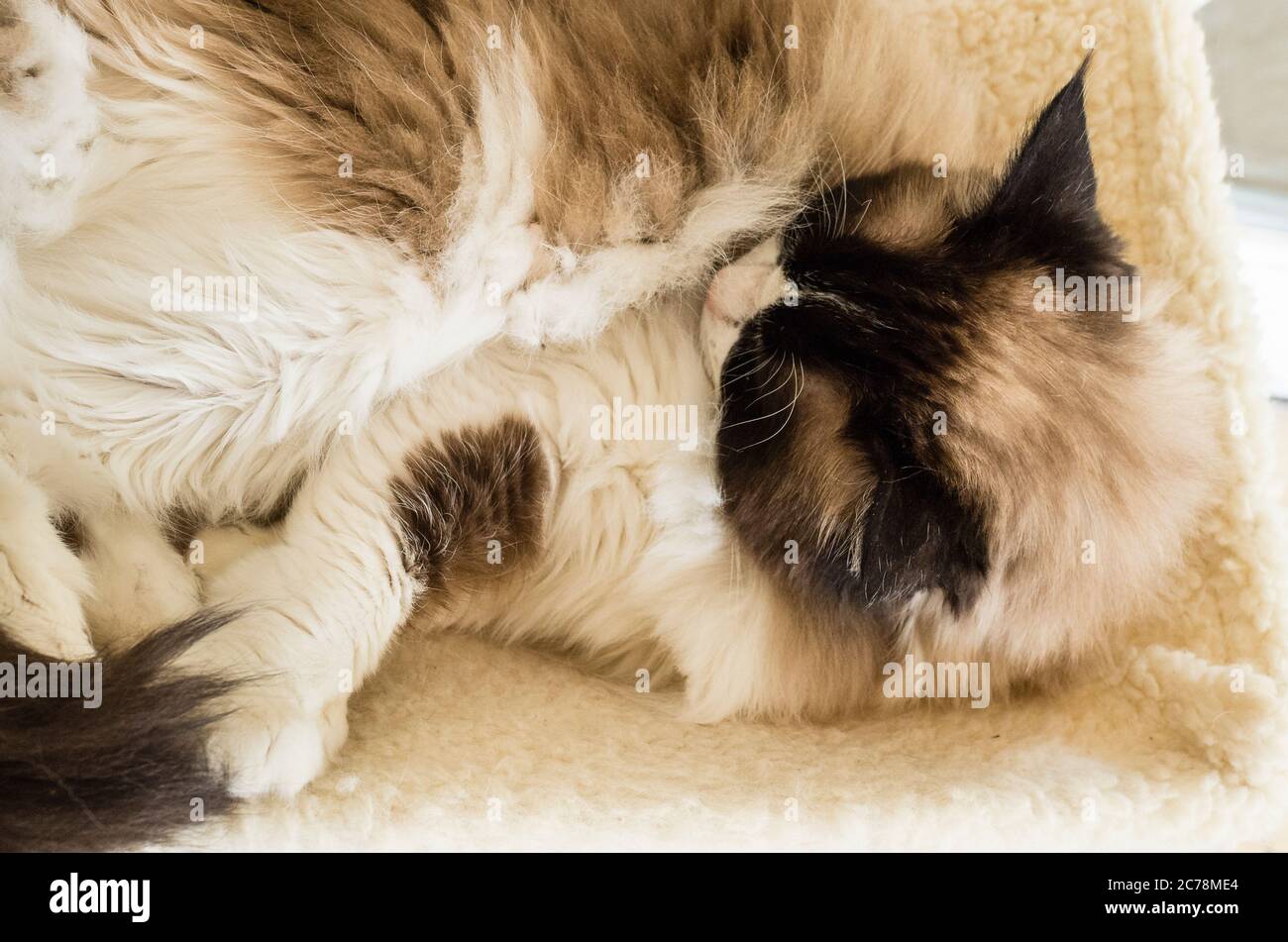 Somnolent female Ragdoll cat fast asleep in a cosy hammock hung over a central heating radiator for warmth in UK Stock Photo