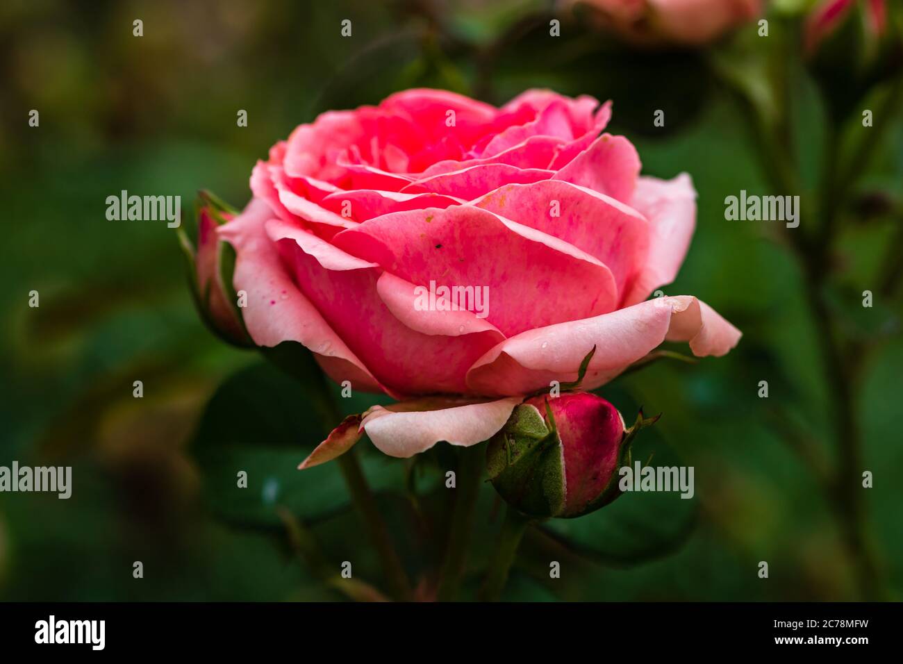 Close up of pink rose with background of green leaves in a garden Stock ...