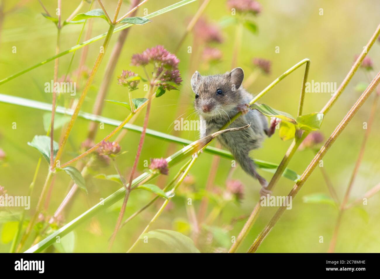 Field mouse Wood Mouse Apodemus sylvaticus climbing plant stems in UK garden collecting seedheads from Aquilegia flowers - Scotland, UK Stock Photo