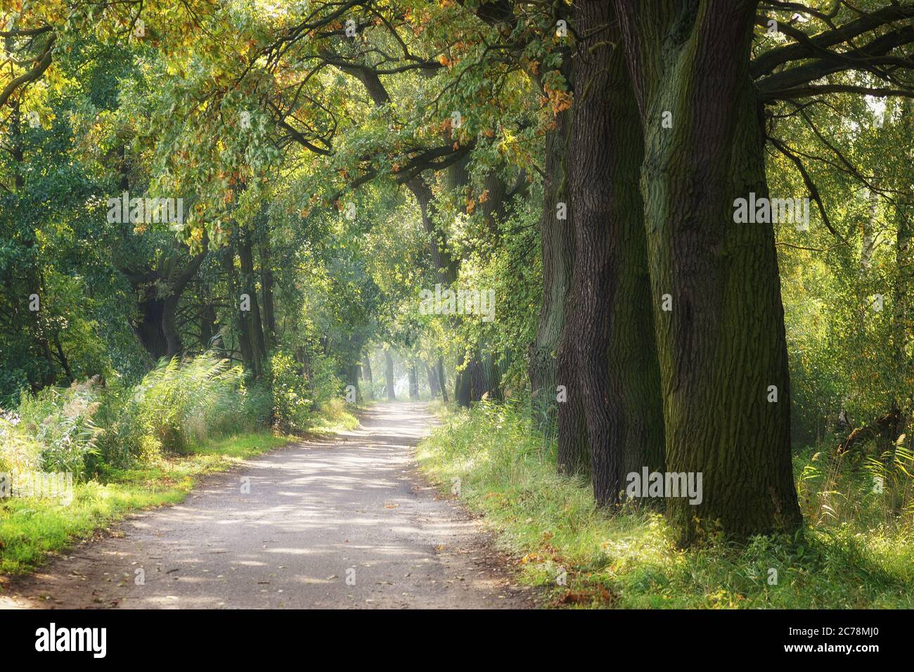 Walking along the country road hi-res stock photography and images - Alamy