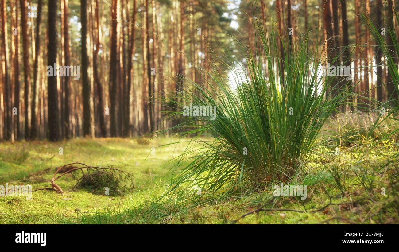 A clump of grass in the autumn forest, sunny landscape Stock Photo - Alamy