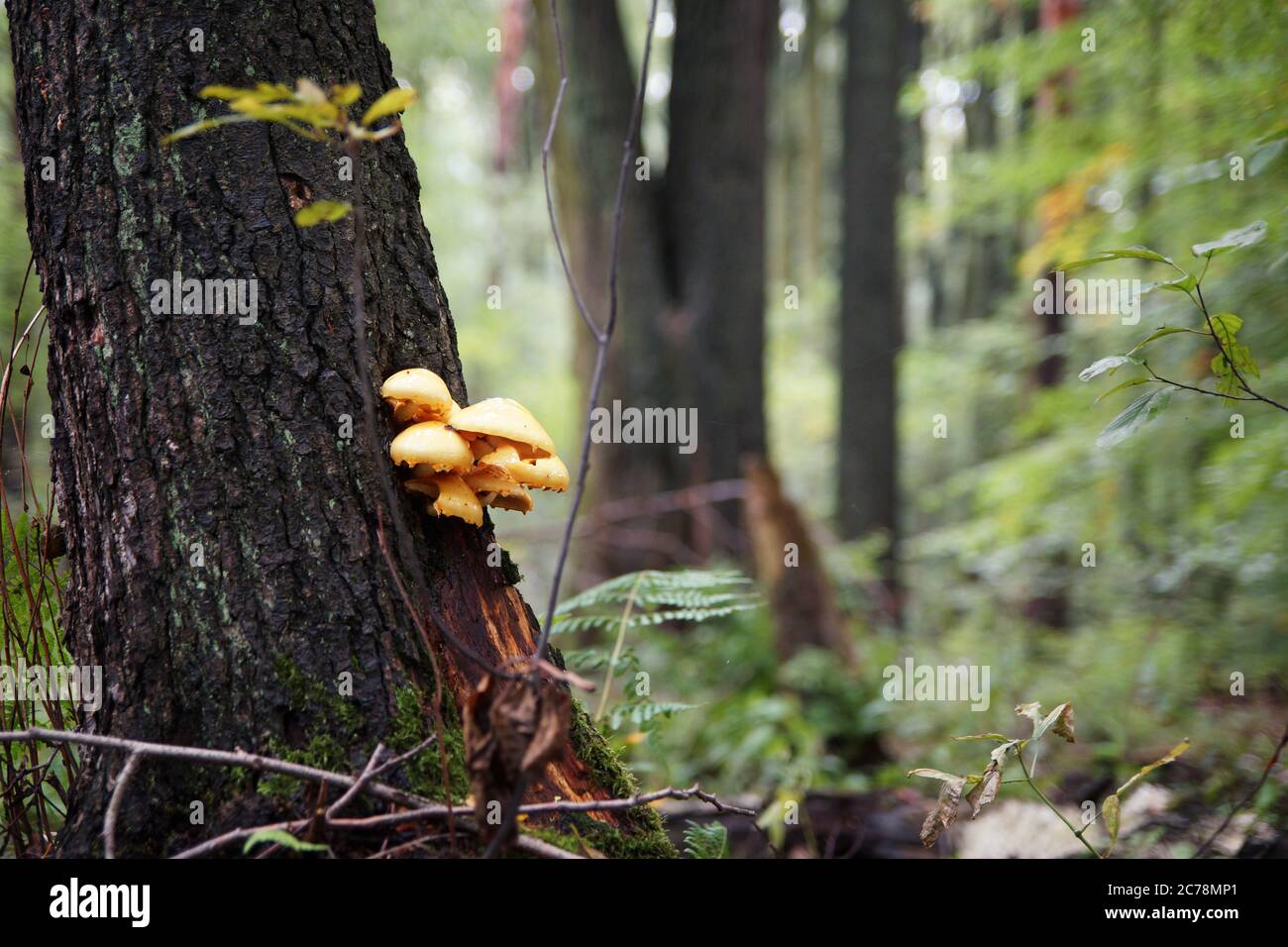 Fungi on alder trunk (rainy day in riparian forest) Stock Photo