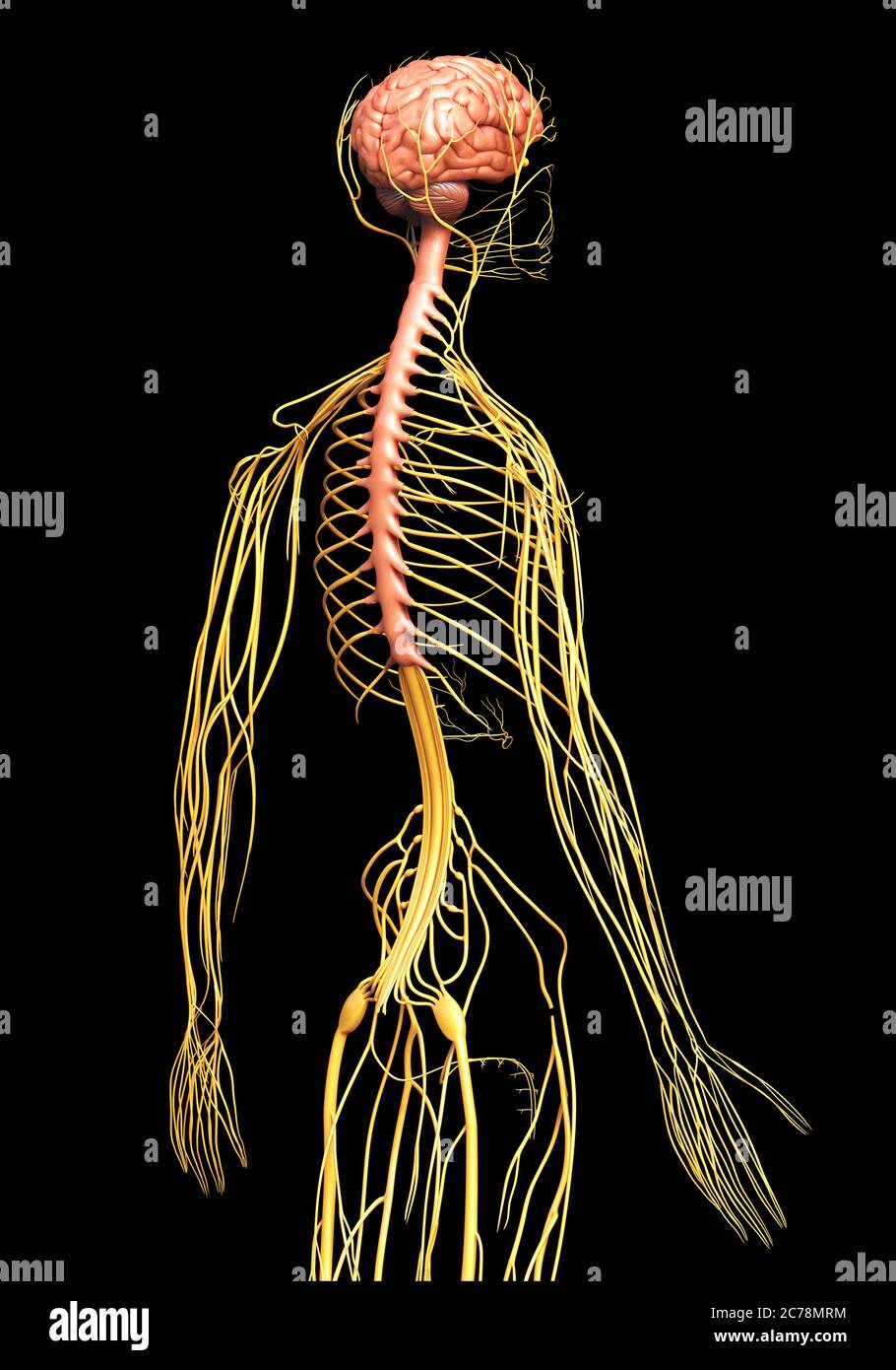 3d rendered medically accurate illustration of the nervous system Stock ...