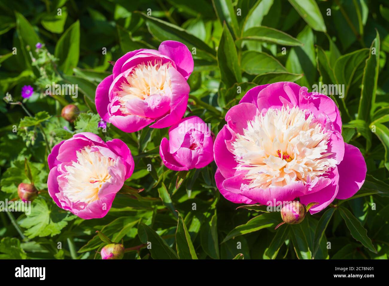 p ink and creamy whitte colours characterize these Bowl of Beauty peonies growing in an English garden in UK Stock Photo
