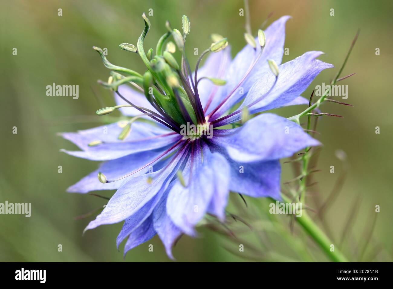 Close-up on a flower of Love-in-a-mist (Nigella damascena), an annual garden flowering plant belonging to the buttercup family (Ranunculaceae), native Stock Photo