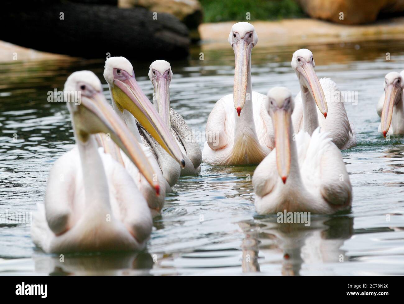 Krefeld, Germany. 15th July, 2020. Rose pelicans swim in the new Pelkan lagoon at Krefeld Zoo. The animals can swim on a 400 square metre water surface and have several resting areas along the banks. Credit: Roland Weihrauch/dpa/Alamy Live News Stock Photo