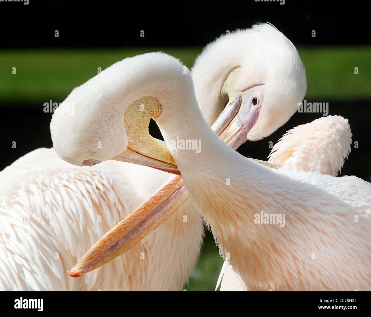 Krefeld, Germany. 15th July, 2020. Rose pelicans clean their plumage in the new Pelkan lagoon at Krefeld Zoo. The animals can swim on a 400 square metre water surface and have several resting areas along the banks. Credit: Roland Weihrauch/dpa/Alamy Live News Stock Photo