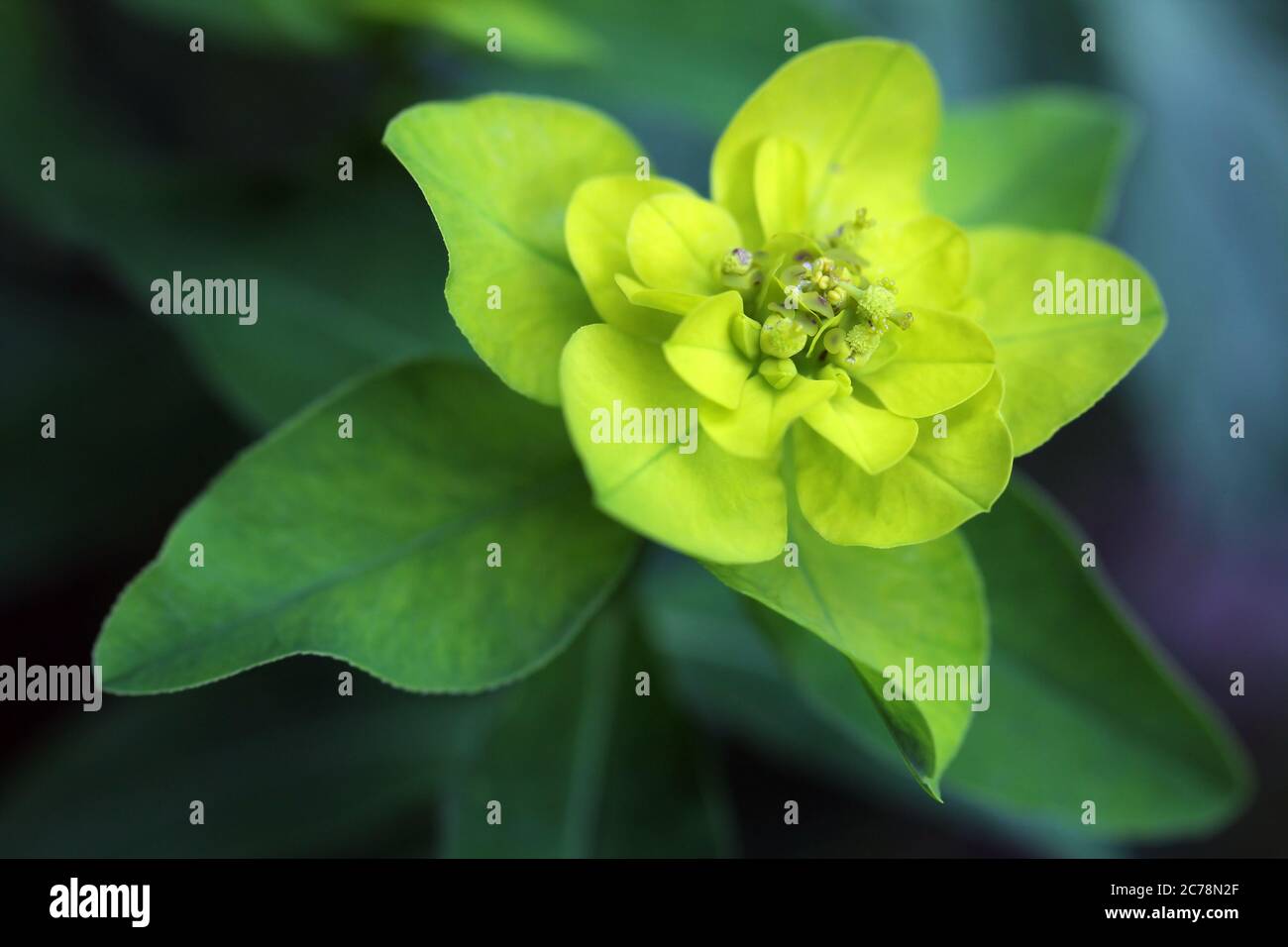 Euphorbia palustris, known populary as Marsh Spurge or Swamp Spurge is a plant from the family of Euphorbiaceae native to most of Europe and employed Stock Photo