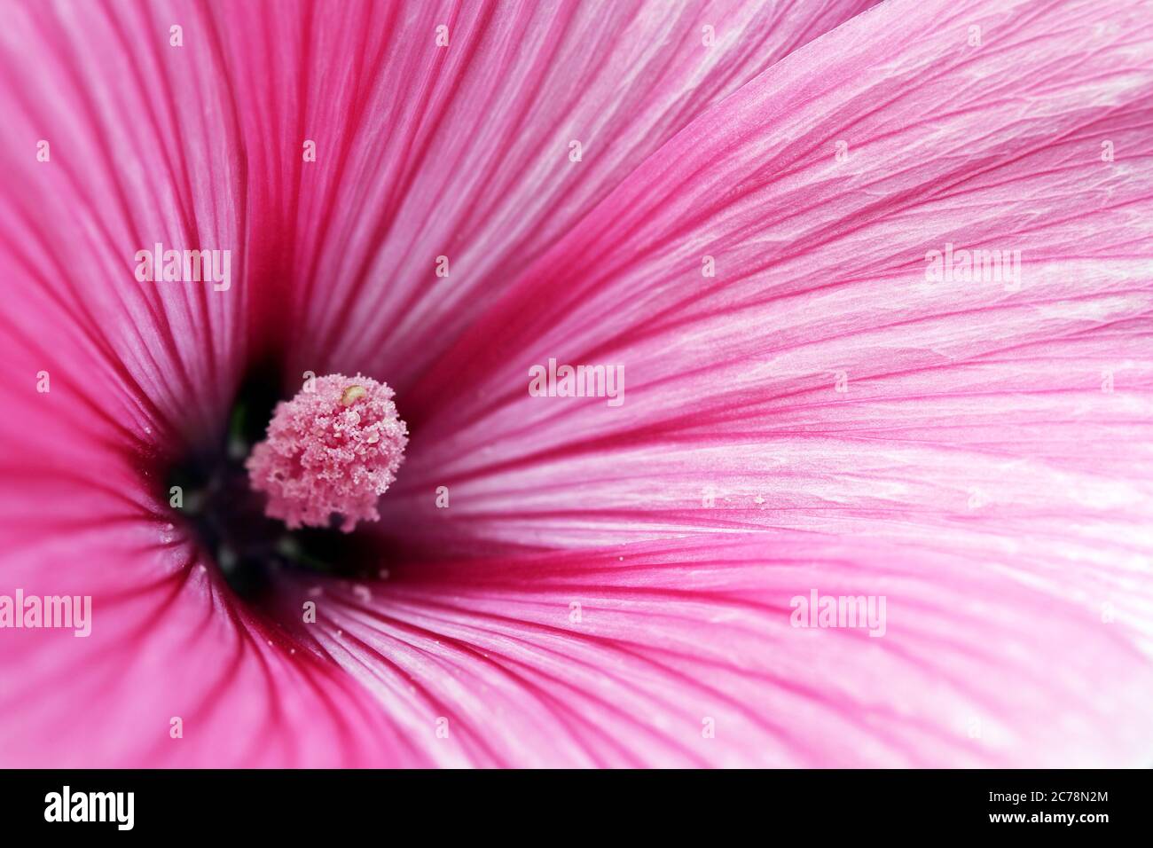 Macro of an Annual Mallow (Lavatera trimestris cv. Twin Hot Pink) flower. Stock Photo