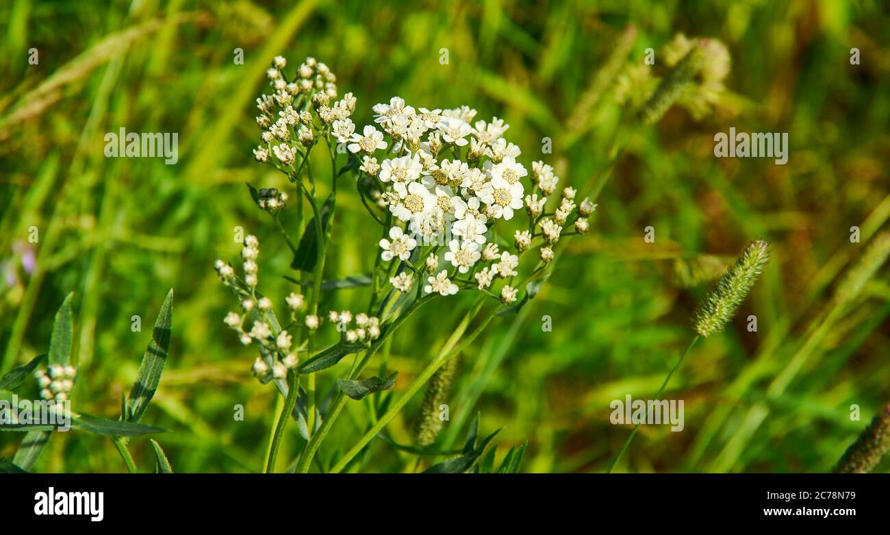 Capsella bursa-pastoris, shepherd's purse because of its triangular flat fruits, which are purse-like, is a small annual and ruderal flowering plant Stock Photo