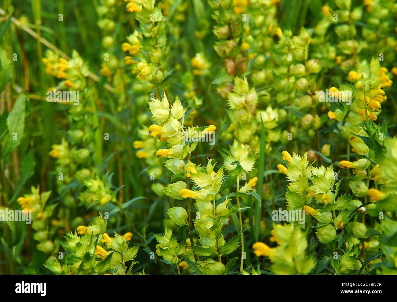 Temperate grasslands hi-res stock photography and images - Alamy