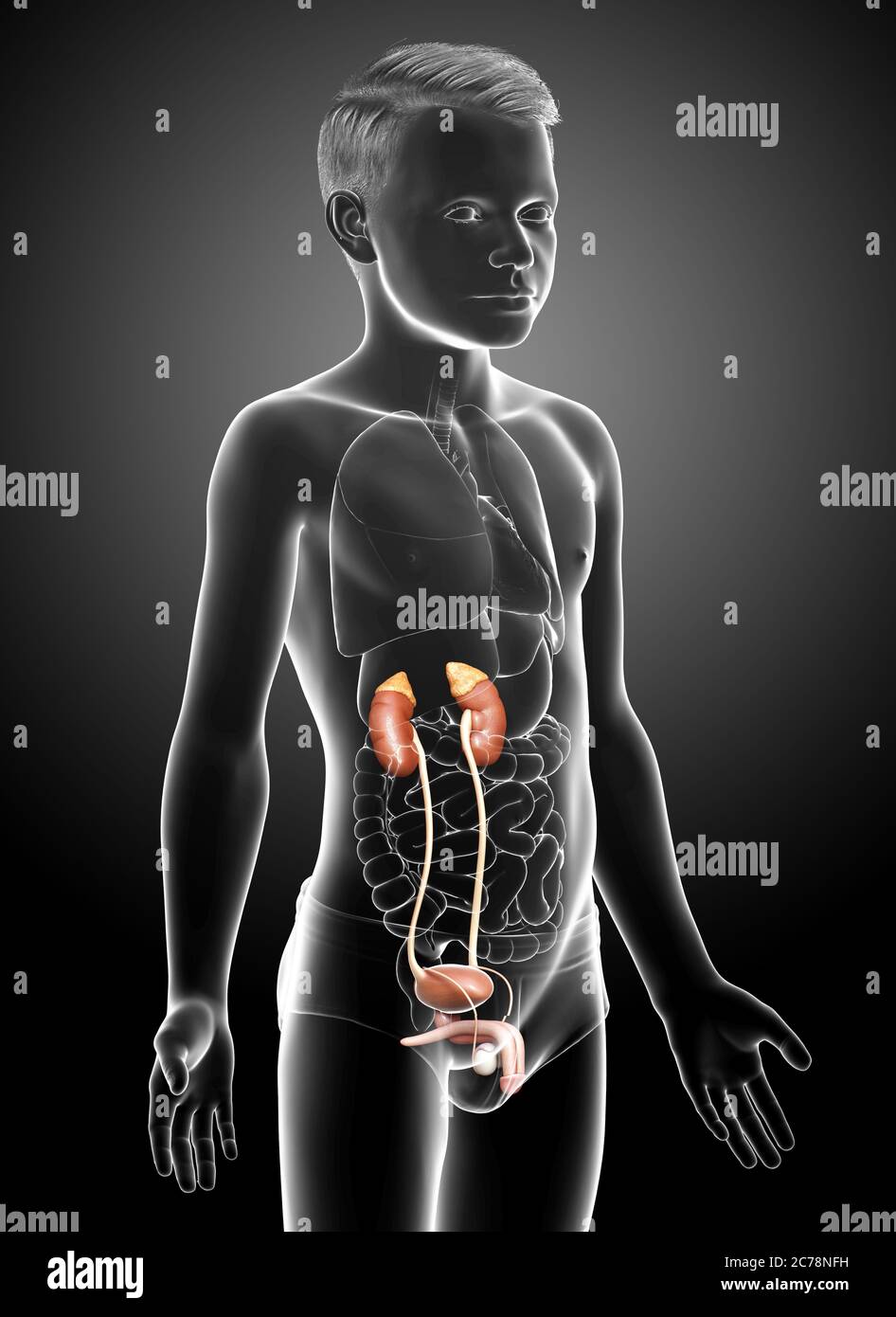 Infant Kidneys 3d rendered, medically accurate illustration of the young boy kidneys ...