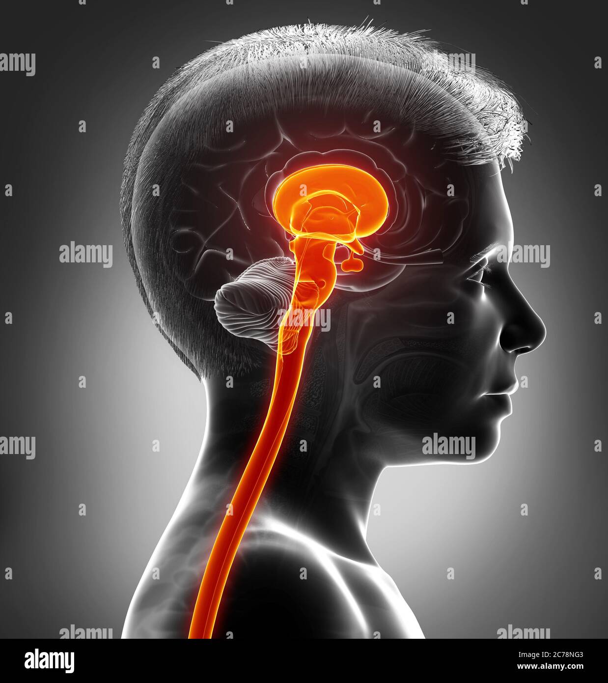 3d rendering medical illustration of brainstem Stock Photo - Alamy