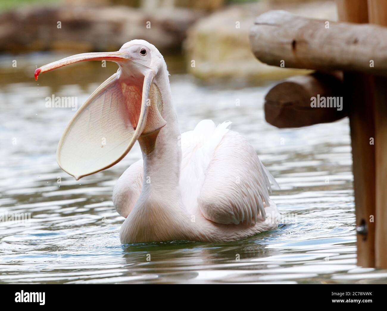 Krefeld, Germany. 15th July, 2020. A pink pelican swims in the new Pelkan lagoon at Krefeld Zoo. The animals can swim on a 400 square metre water surface and have several resting areas along the shore. Credit: Roland Weihrauch/dpa/Alamy Live News Stock Photo
