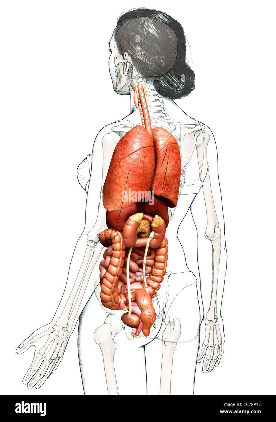 строение органов человека женщины фото