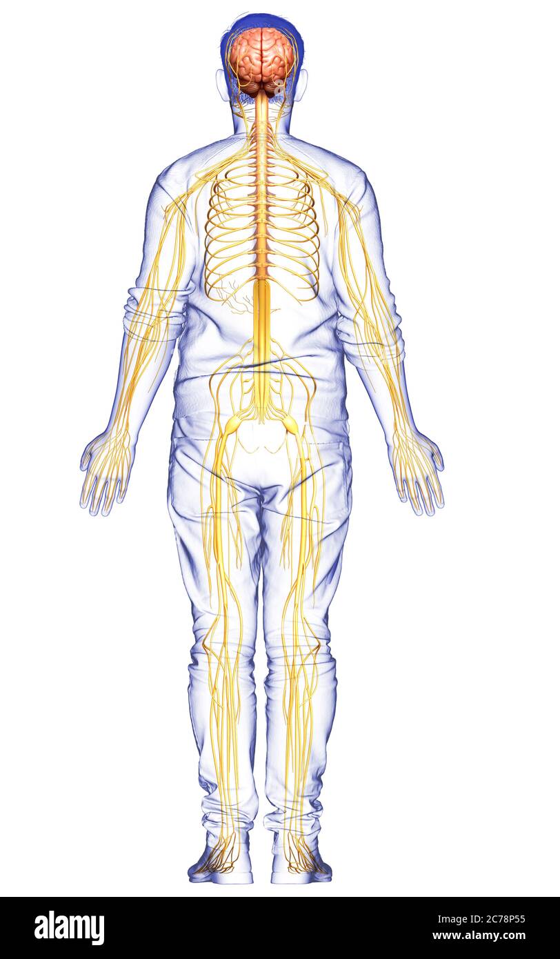 3d Rendered Medically Accurate Illustration Of A Male Nervous System