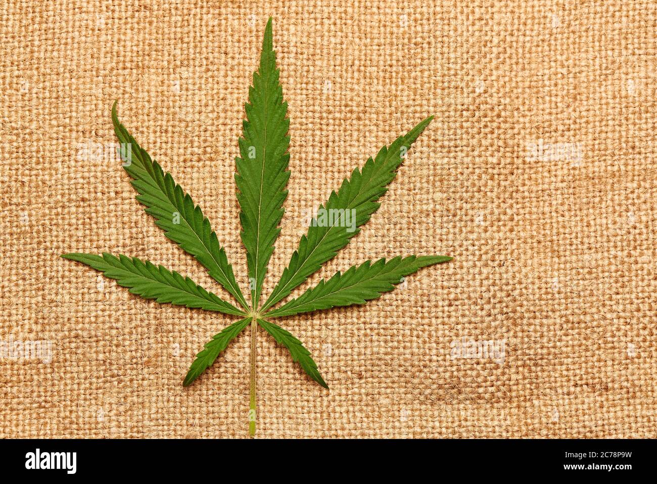 Single cannabis leaf on burlap background with copy space Stock Photo