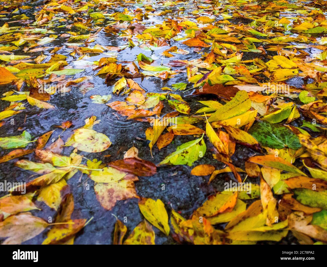 Wet autumn hi-res stock photography and images - Alamy