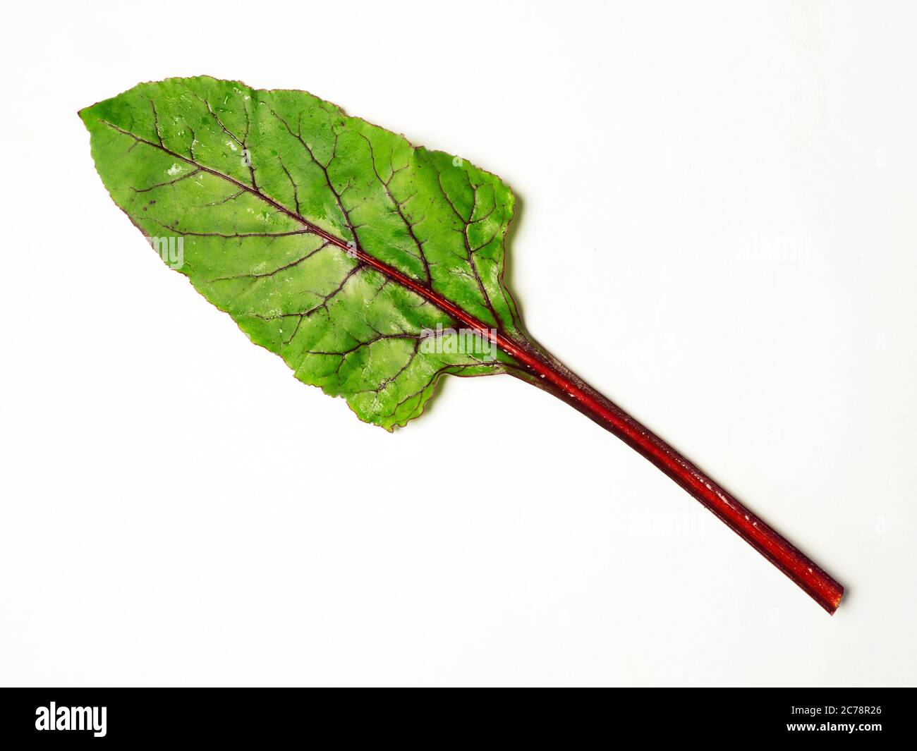 One Boltardy beetroot leaf isolated on a white background with copy space Stock Photo