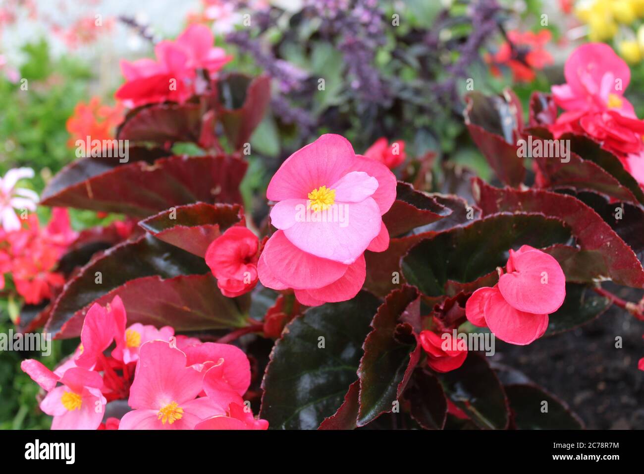 The picture shows a wax begonia in the garden Stock Photo