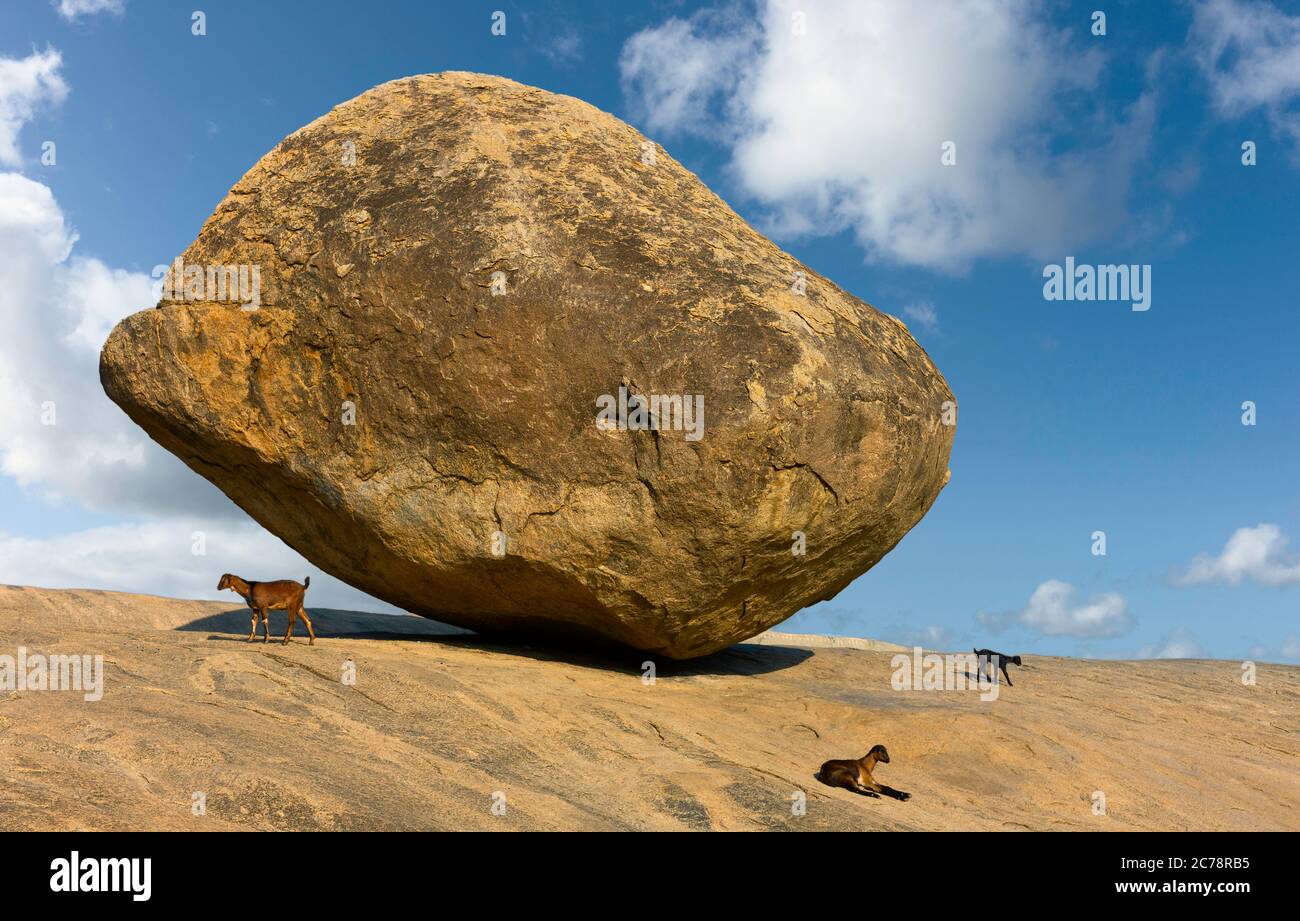 Precariously balanced giant boulder with goats resting under summer sky with clouds in Mamallapuram, Tamil Nadu, India. Stock Photo