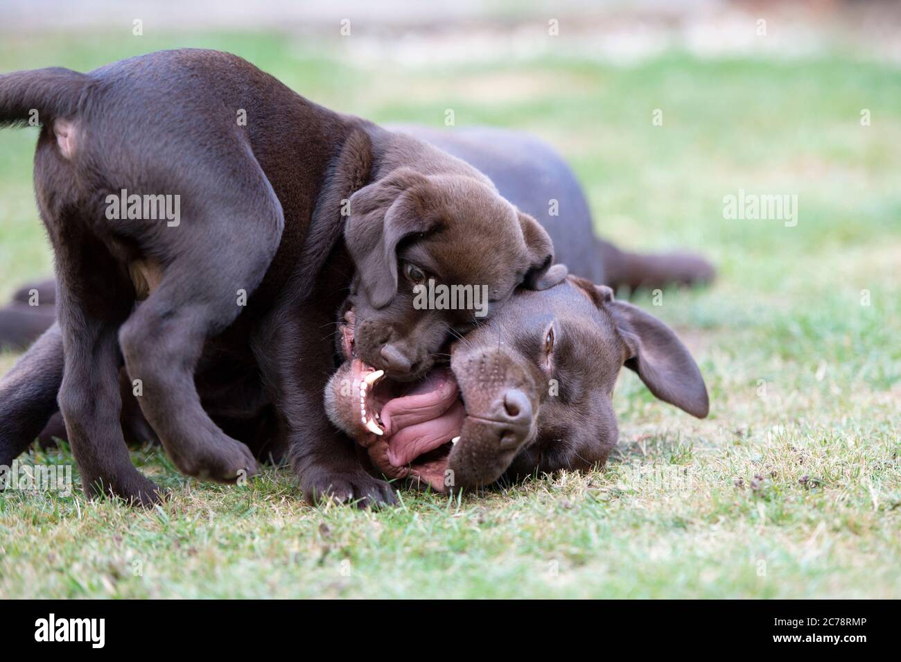 Litter Of Puppies High Resolution Stock Photography And Images Alamy