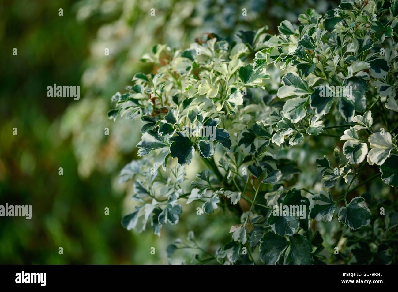 Polyscias Guilfoylei of Perennial plant with green leaf of spotted leaves in garden Stock Photo