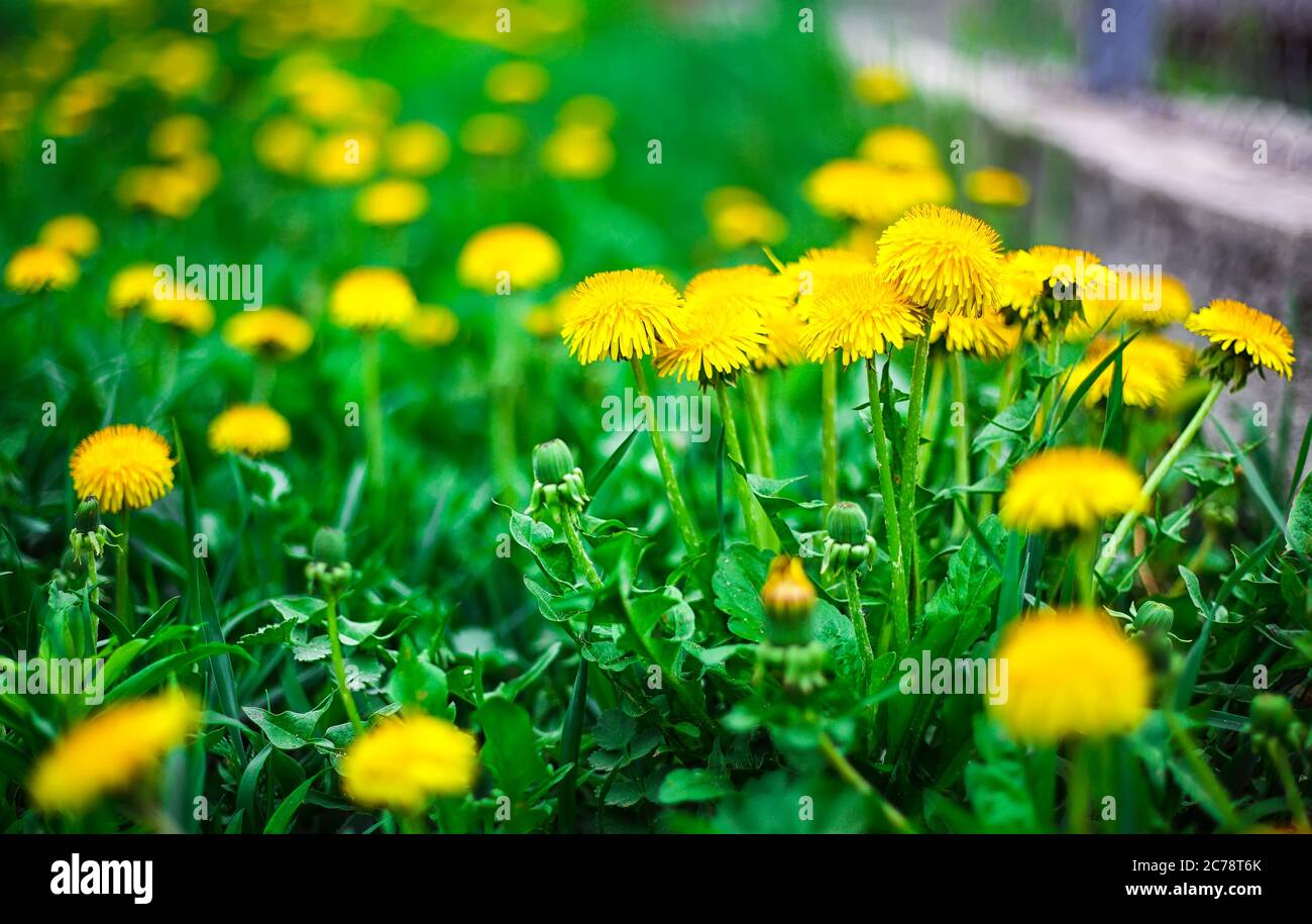 Dandelion and sun flare hi-res stock photography and images - Alamy