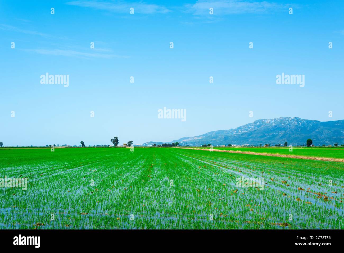 a view over a waterlogged paddy field in the Ebro Delta in Deltebre, Catalonia, Spain Stock Photo