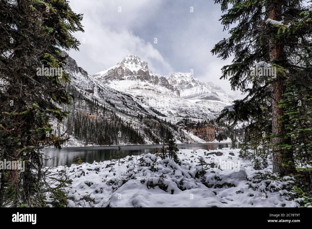 Snowy Rocky Mountains With Pine Tree On Lake O Hara In Winter At Yoho National Park Canada Stock Photo Alamy Snowy Rocky Mountains With Pine Tree On Lake O Hara In Winter At Yoho National Park Canada Stock Photo Alamy