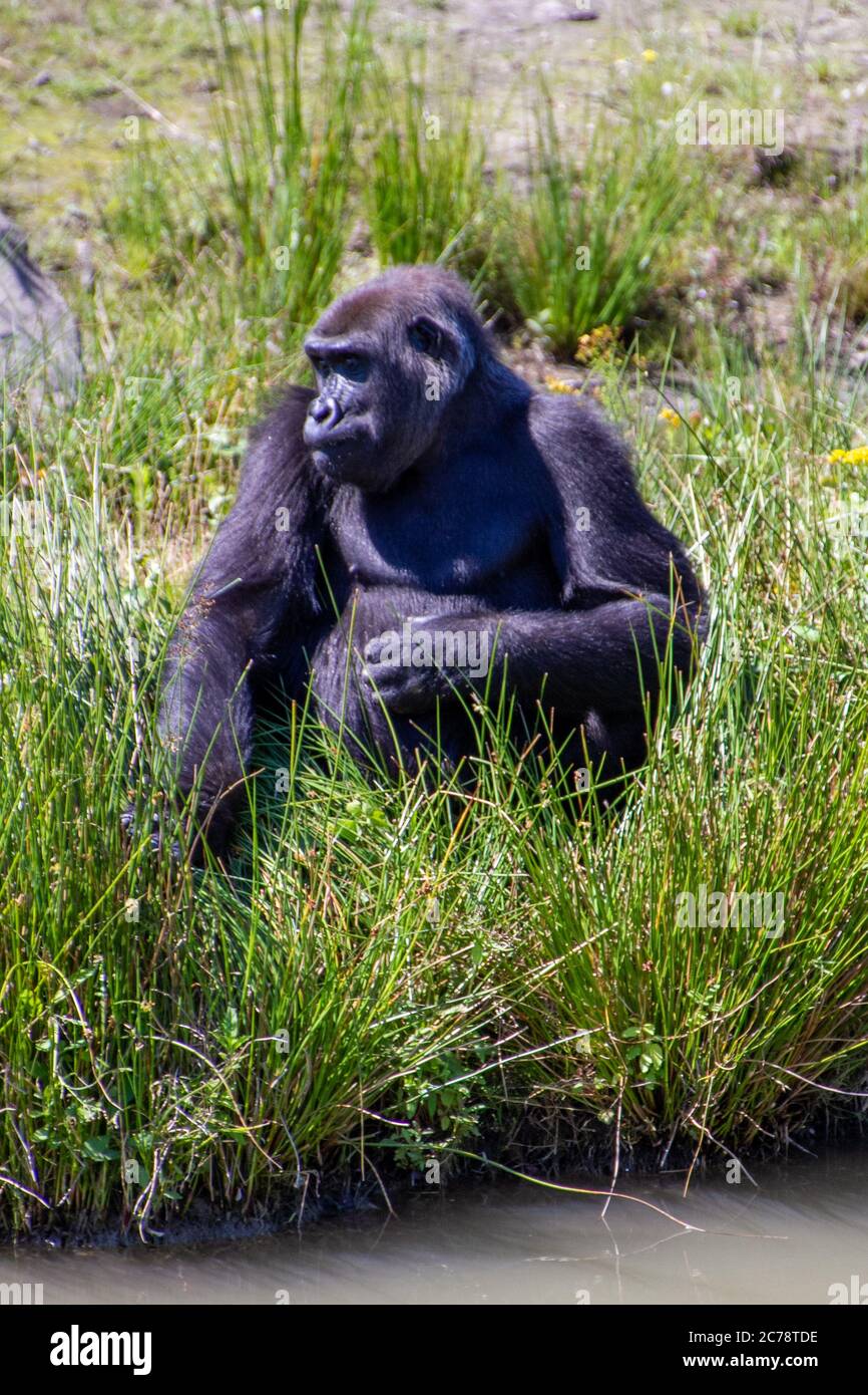 Monkeys are mammals of the primate order, generally arboreal. Safaripark Beekse Bergen is the largest animal zoo in the Benelux and is home to around Stock Photo