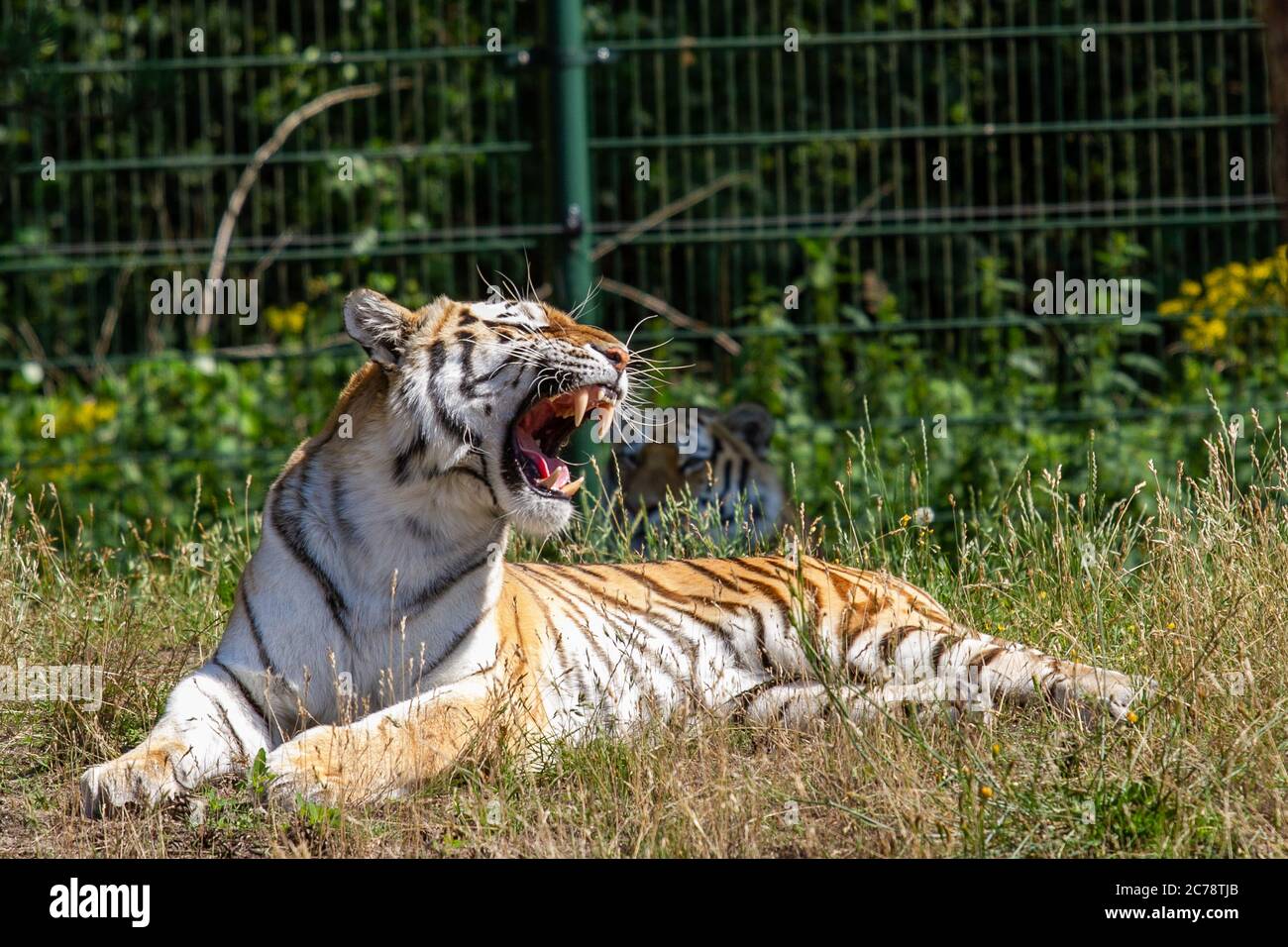 The Tiger is a species of carnivorous mammal from the feline family.  Safaripark Beekse Bergen is the largest animal zoo in the Benelux and is  home to Stock Photo - Alamy