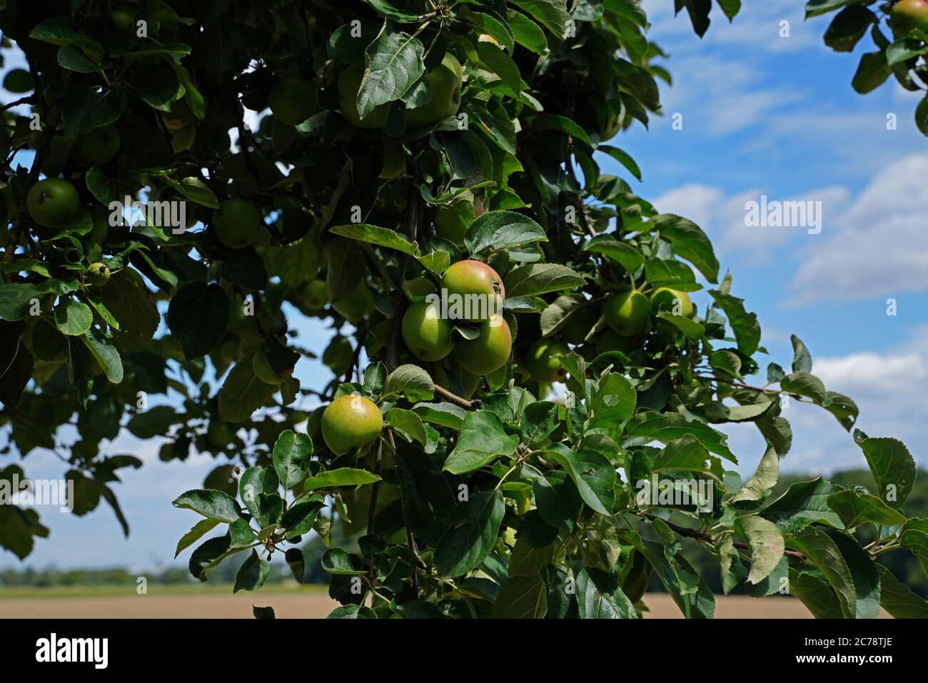Apple tree with apples on a field edge Stock Photo