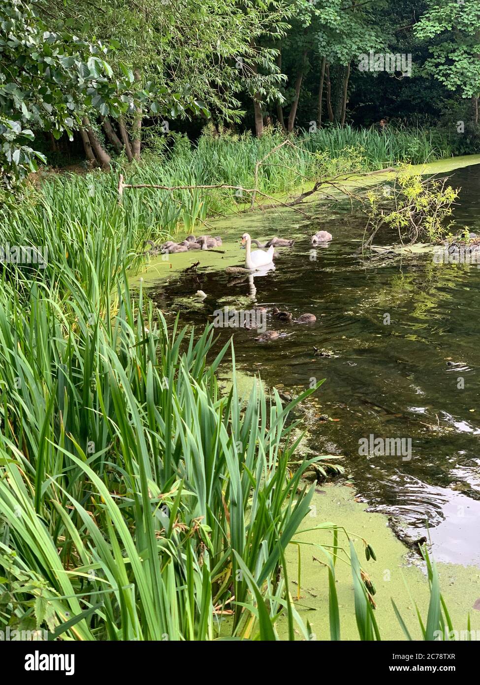 Algae in Perch Pond, Wanstead Park, Epping Forest, London Stock Photo