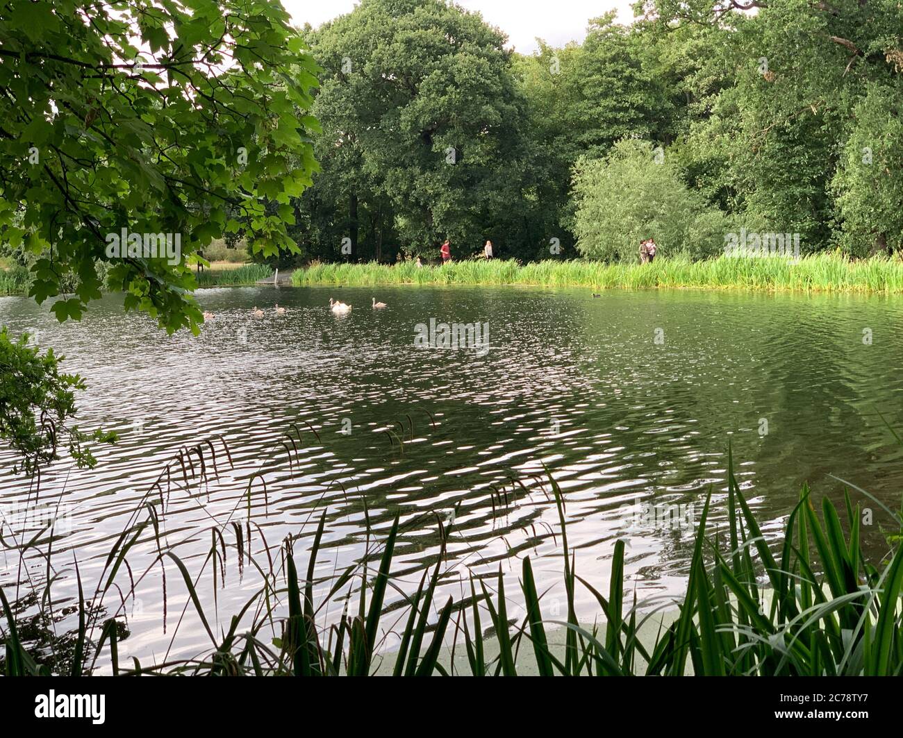Perch Pond, Epping Forest, London Stock Photo