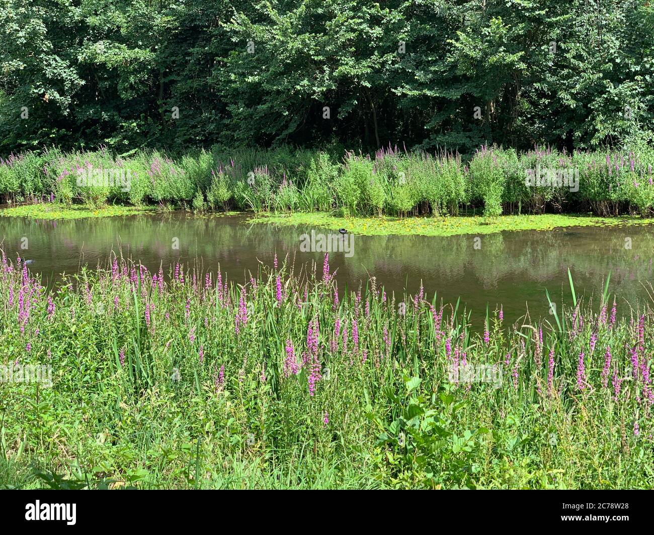 Pond and wild flowers, Epping Forest, London Stock Photo