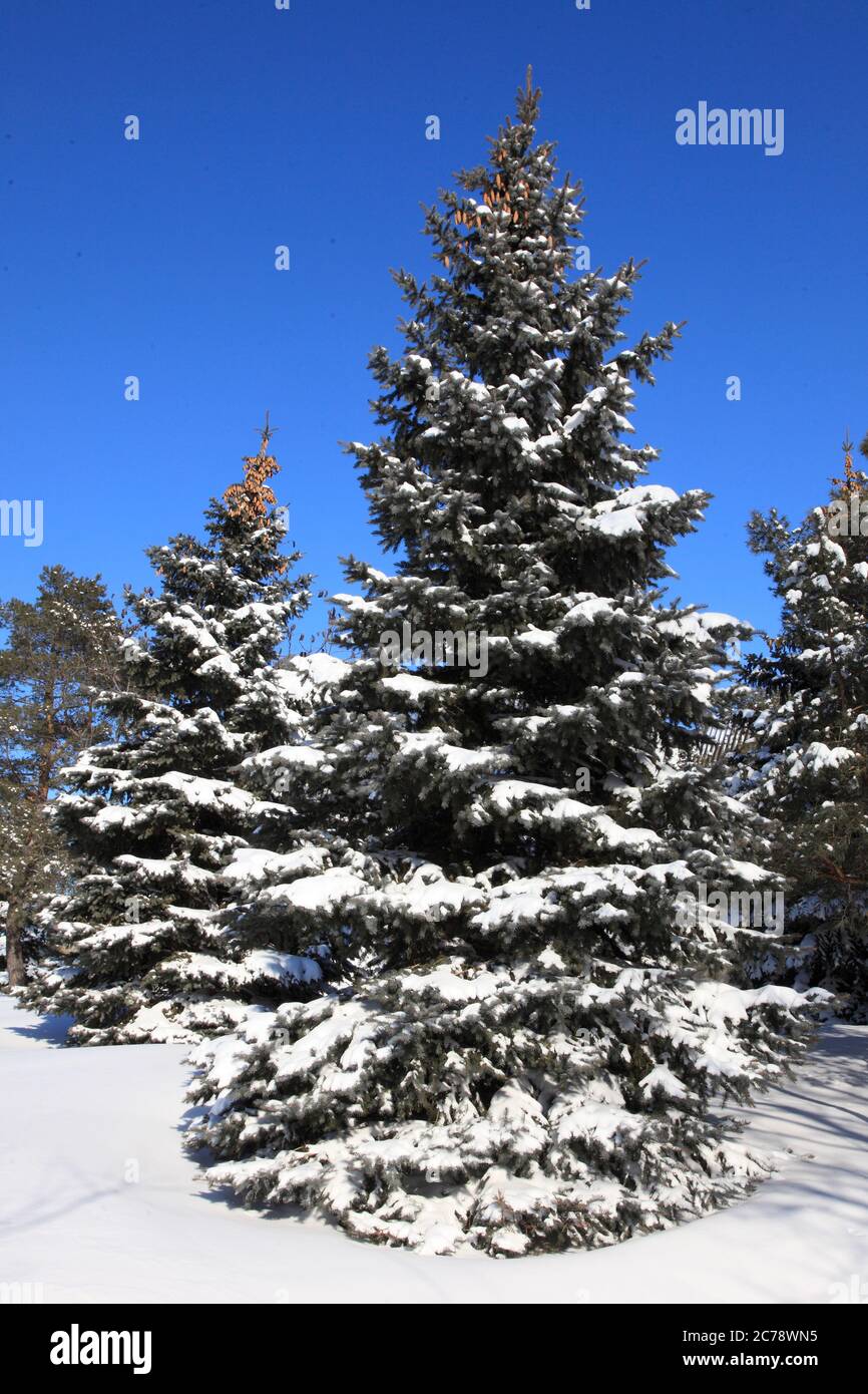 Canada, Montreal, winter, pine tree, snow, Stock Photo