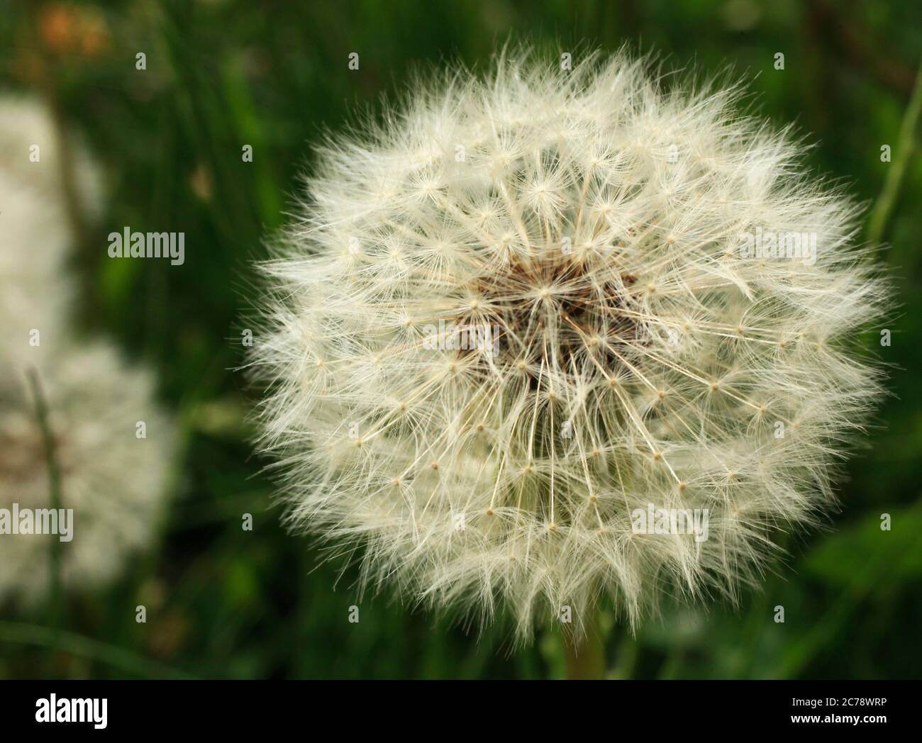 Dandelion seedhead Stock Photo
