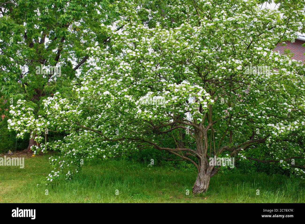 Spring, flowering tree, Stock Photo