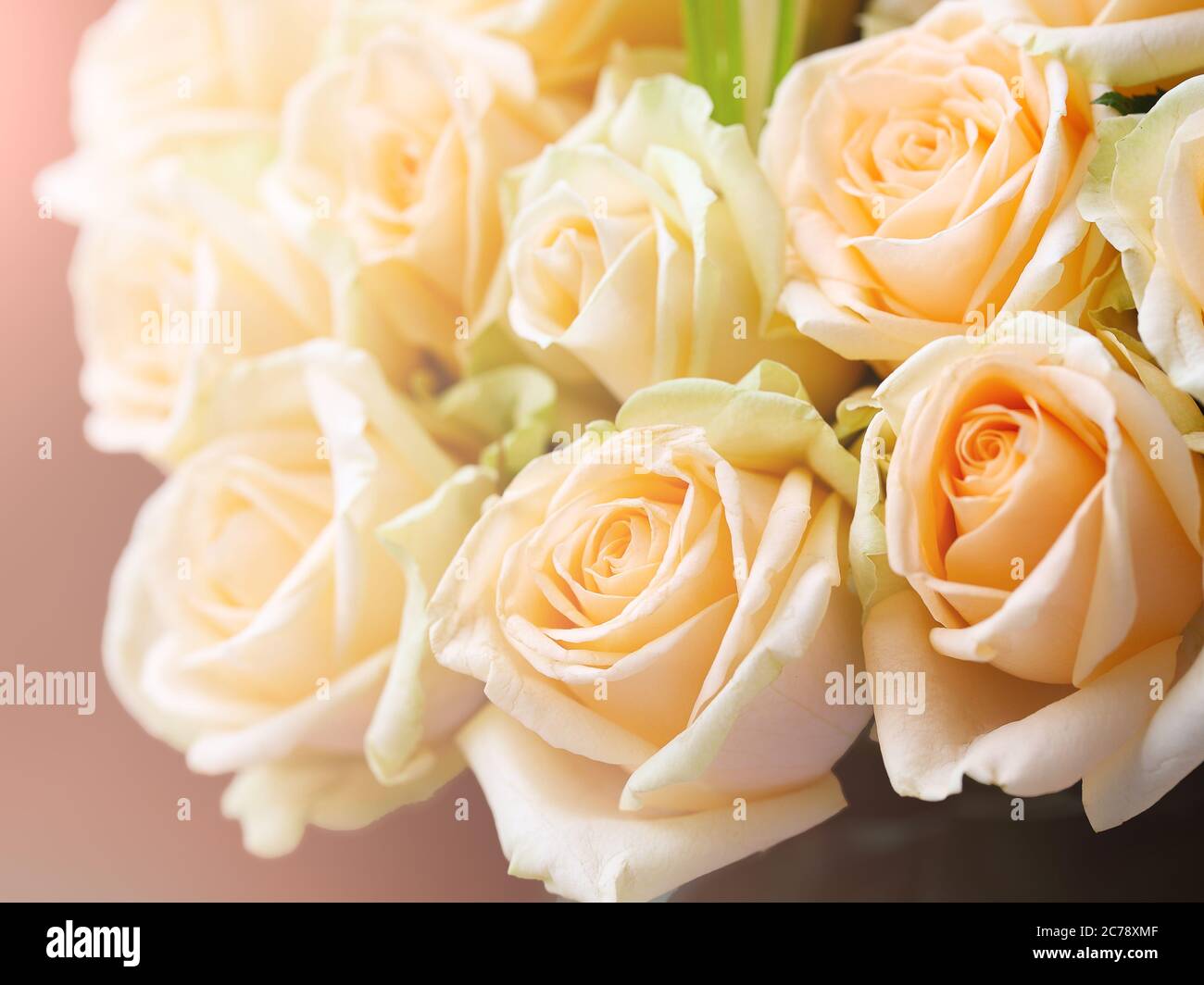 Bright pink roses background. Shallow depth of field Stock Photo - Alamy