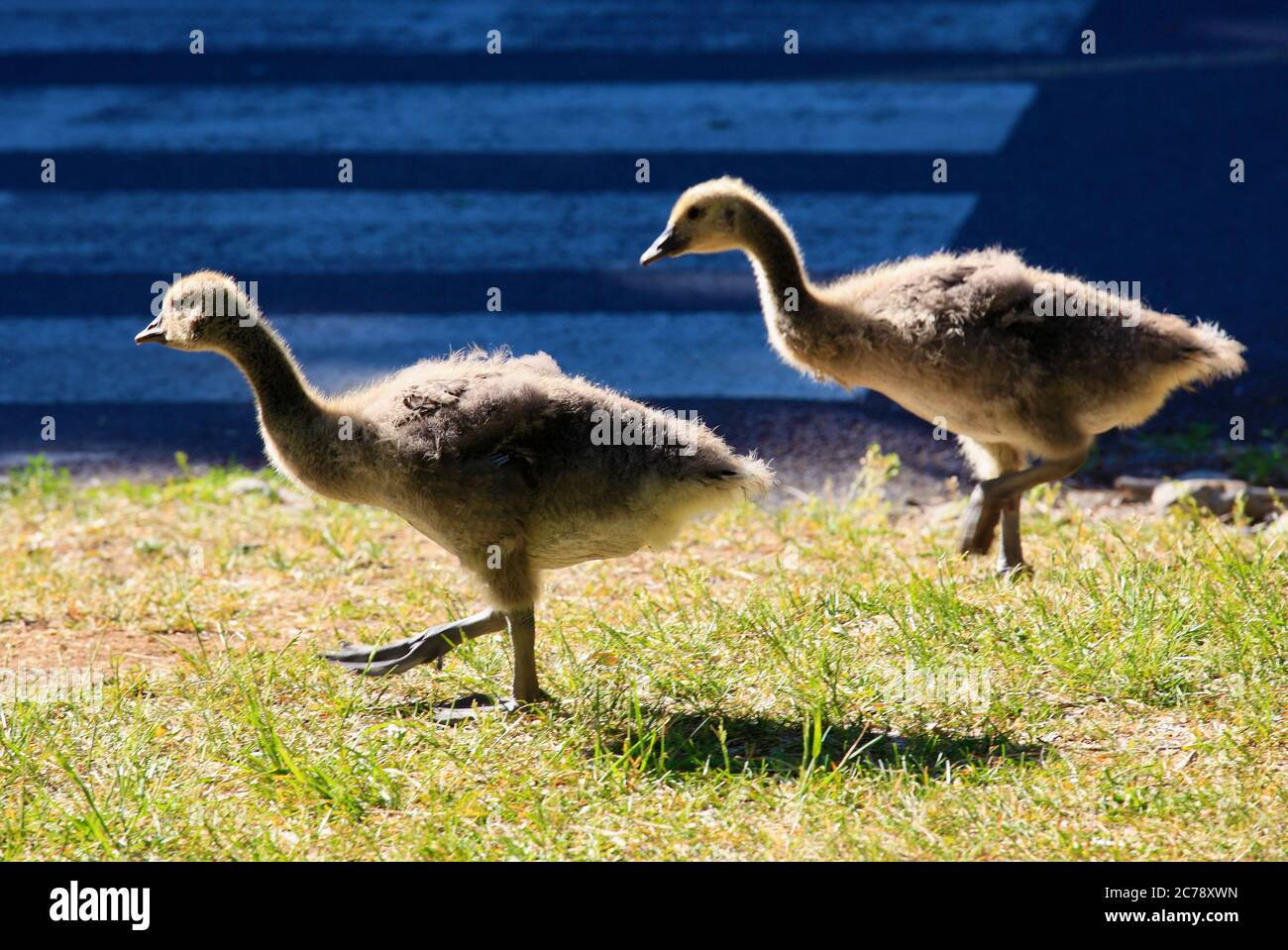 Canada goose canada montreal online